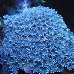 Picture of Blue Xenia Coral