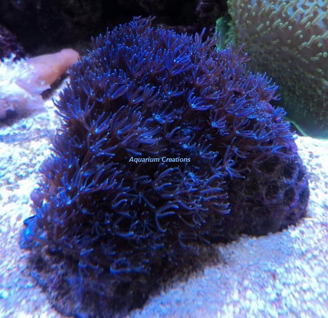 Picture of Blue Xenia Coral, Anthillia sp., Aquacultured