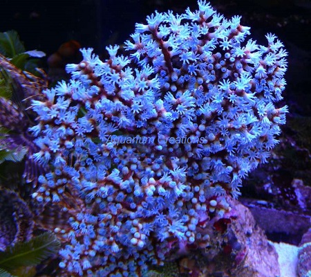 Picture of Blueberry Sea Fan, Acalycigorgia sp.