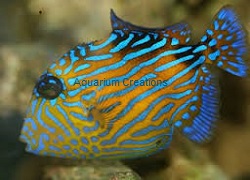 Picture of Bluelined Triggerfish,Pseudobalistes fuscus