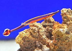 Picture of Bluestripe Pipefish, Doryrhamphus excisus