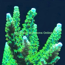 Picture of Blue Tip Evergreen Stag Acropora, Aquacultured by ACOL
