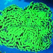 Picture of Aussie Metallic Green Branching Hammer Coral