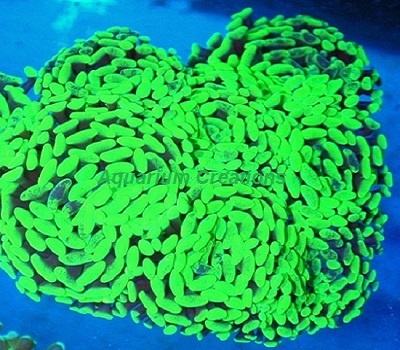 Picture of Metallic Green Branching Hammer Coral