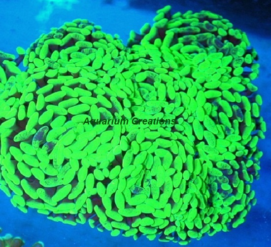 Picture of Metallic Green Branching Hammer Coral, Australia