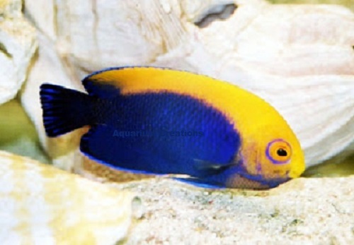 Picture of Brazilian Flameback Angelfish - Centropyge acanthops