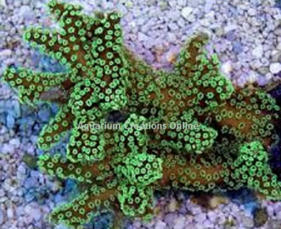 Picture of Electric Green Birdnest Coral, Seriatopora guttatus