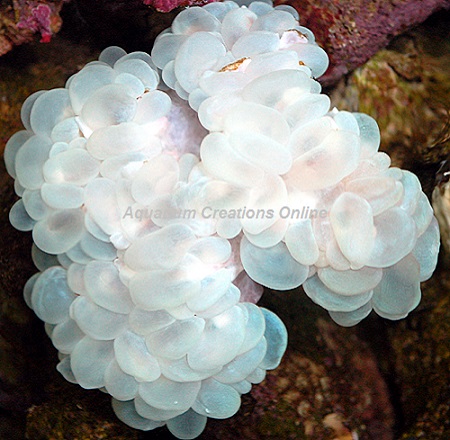 Picture of Australia White Bubble Coral, Plerogyra sinuosa
