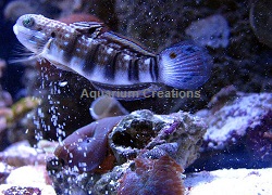 Picture of Sleeper Banded Goby