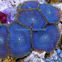 Blue Rhodactis Mushroom, Aquacultured