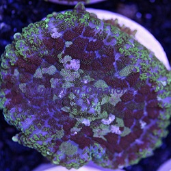 Picture of Purple & Green Bullseye Mushroom Coral, Rhodactis Inchoata Aquacultured