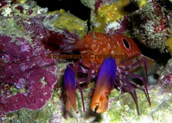 Picture of Bullseye Pistol Shrimp