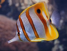 Picture of Saltwater Butterfly Fish