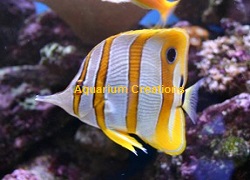 Picture of Copperband Butterflyfish, Chelmon rostratus