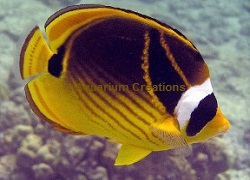 Picture of Raccoon Butterflyfish, Chaetodon lunula 