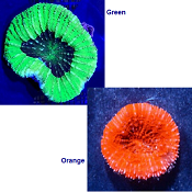 Picture of Button Coral, Australia, Para scolymia vitiensis
