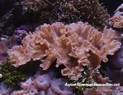 Cabbage Leather Coral