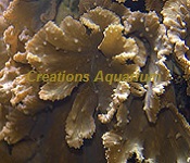 Picture of Cabbage Leather Coral