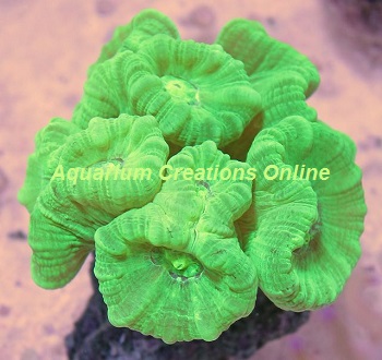 Picture of Nuclear Gren Candy Cane Coral, Caulastrea furcata