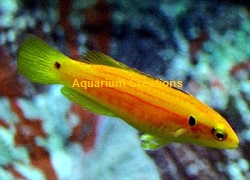 Picture of Yellow Candy Hog Fish