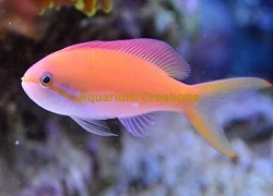 Picture of Carberryi Anthias