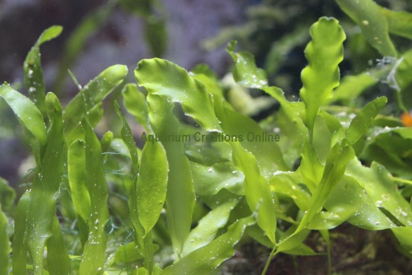 Picture of Leaf Caulerpa, Caulerpa Prolifera, Aquacultured Macroalgae