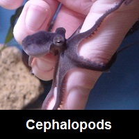 Saltwater Aquarium Cephalopods