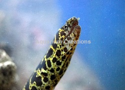 Picture of a Chainlink Moray Eel