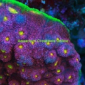 Picture of Tyree Pink Watermelon Chalice, Aquacultured, Echinophyllia sp