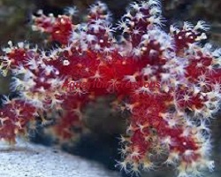 Picture of Red Chili Coral,Alcyonium palmatus