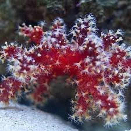 Picture of Red Chili Coral,Alcyonium palmatus