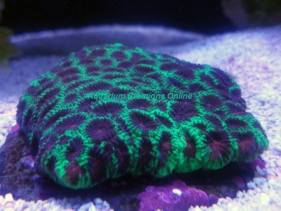 Picture of Brain Coral Green with Red Eyes, Favia speciosa