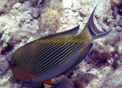 Picture of Clown Tang, Acanthurus lineatus
