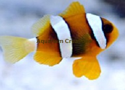 Picture of Clarkii Clownfish
