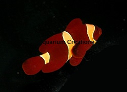 Picture of Captive Bred Gold Stripe Maroon Clownfish