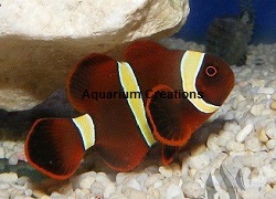 Picture of Gold Stripe Maroon Clownfish