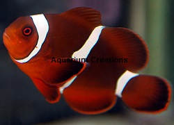 Picture of Maroon Clownfish