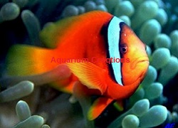 Picture of Tomato Clownfish