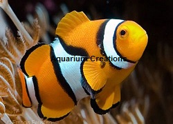 Picture of True Percula Clownfish