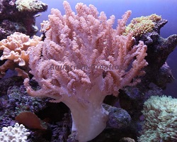 Picture of Colt Coral, Cladiella sp.