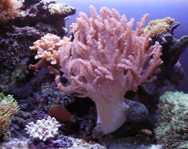 Picture ofColt Coral, Cladiella sp.