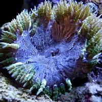 Picture of Common Rock Flower Anemone
