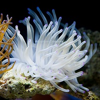 Picture of Color Tip Reef Anemone, Condylactis Anemone