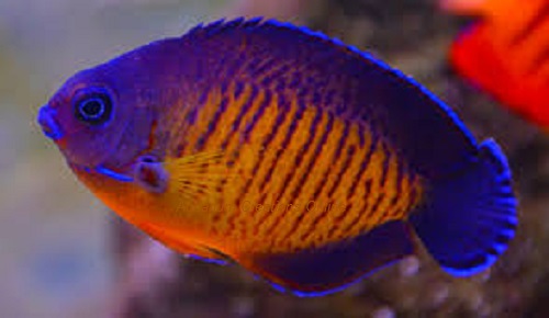 Picture of Fiji Coral Beauty Angelfish, Centropyge bispinosus