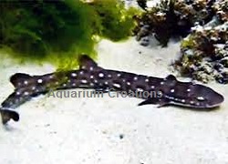 Picture of Marbled Cat Shark