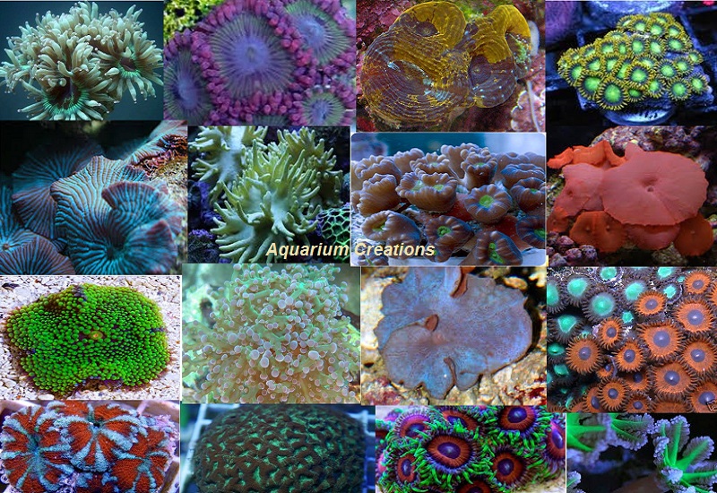 Coral Package: Hardy LPS and Soft Coral Package Big Pic.