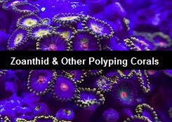 Polyping Corals