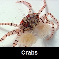 Saltwater Aquarium Crabs