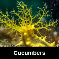 Saltwater Aquarium Cucumber
