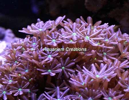 Picture of Daisy Polyp Coral, Knopia Sp.
